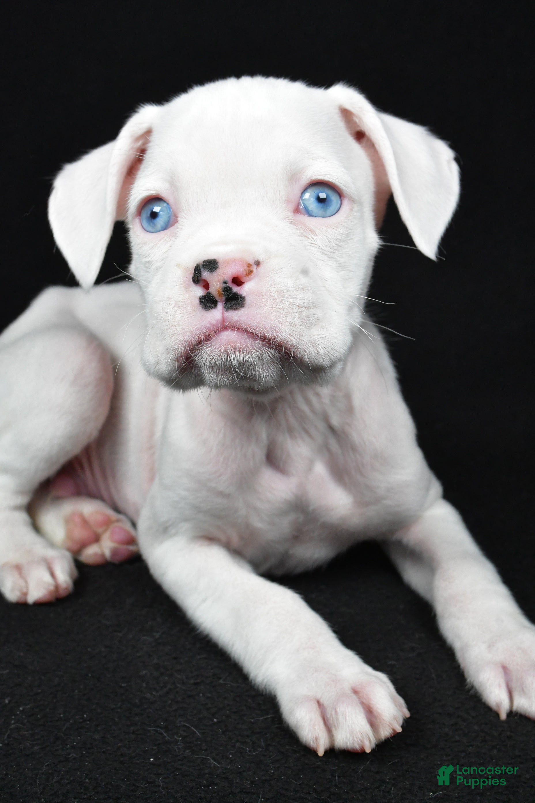 Boxer dogs Tim - Ad 2