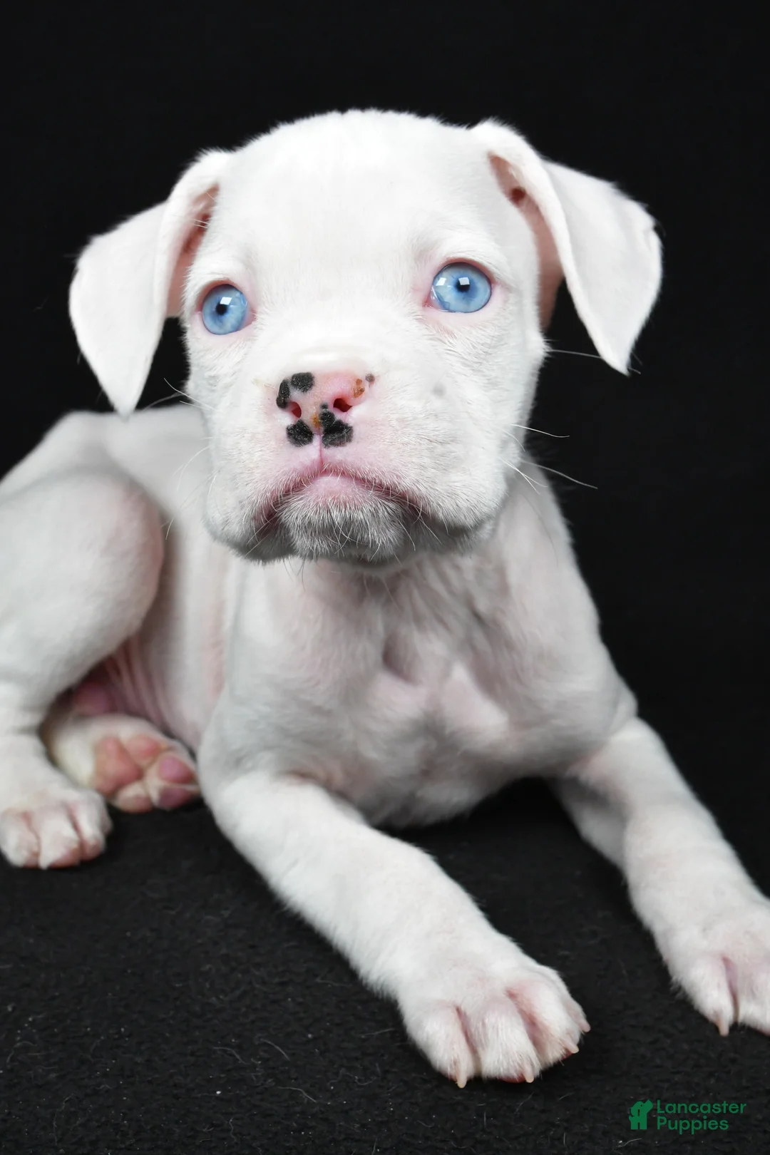 Boxer dogs for sale: Tim - Ad 2