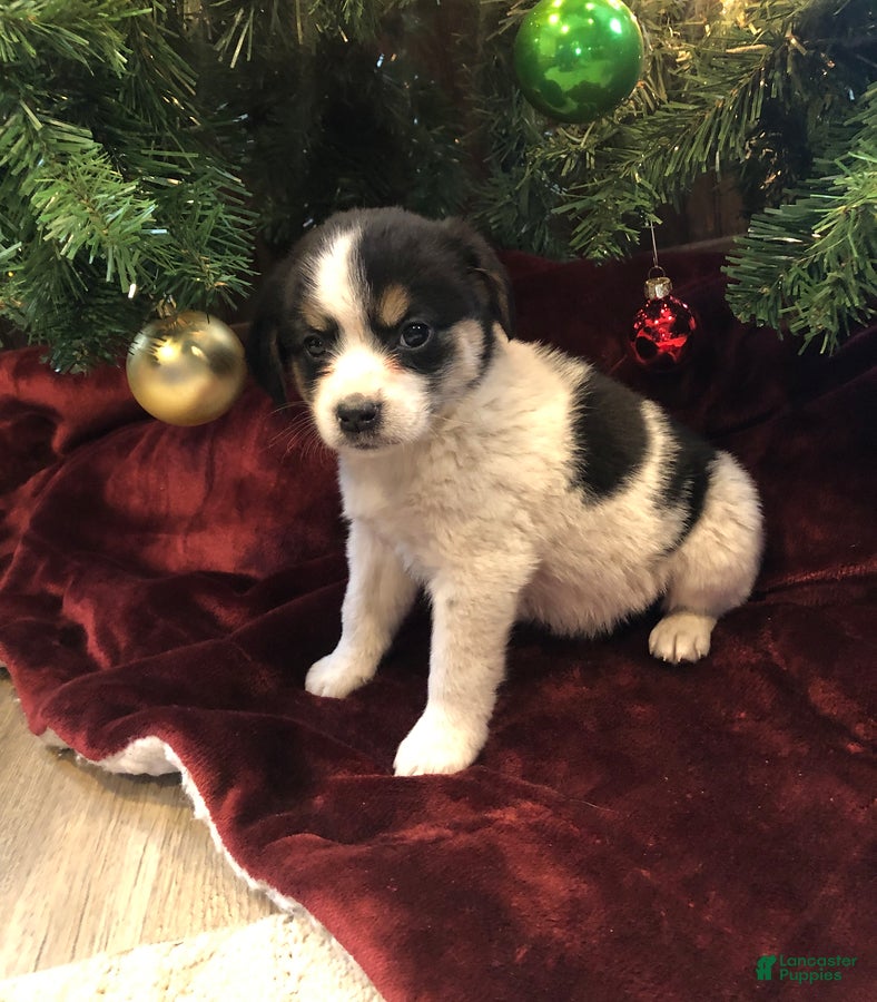 Mixed Breed dogs Panda - Ad 5