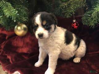 Mixed Breed dogs Panda - Ad 33