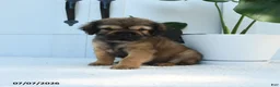 Mini Hippo dogs for sale: Willow - Ad 1