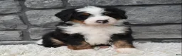 Mini Bernedoodle dogs for sale: Cash  - Ad 7