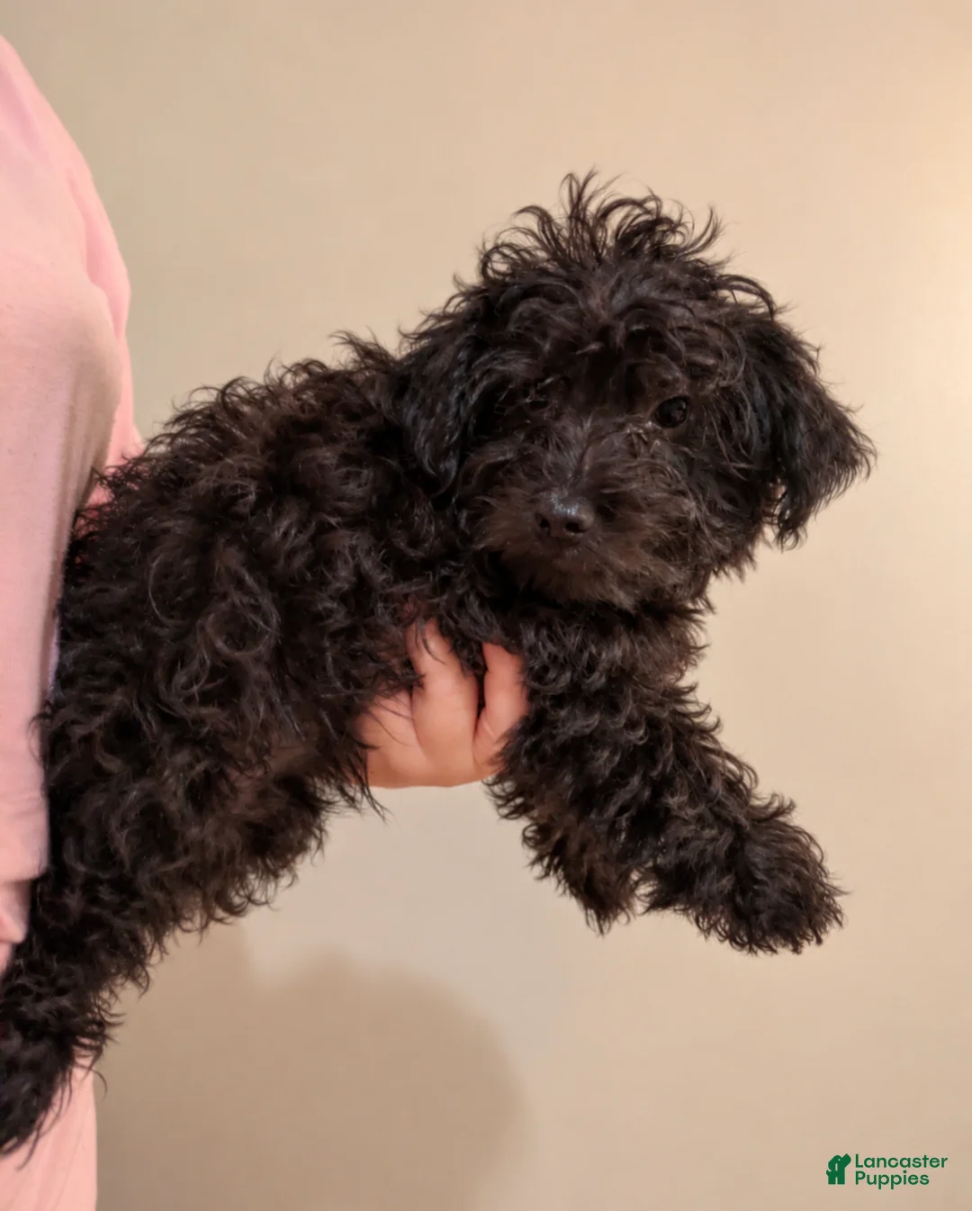 Mini Goldendoodle dogs for sale: Denver - Ad 1