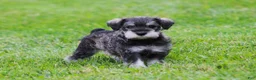 Miniature Schnauzer dogs for sale: Katniss - Ad 6