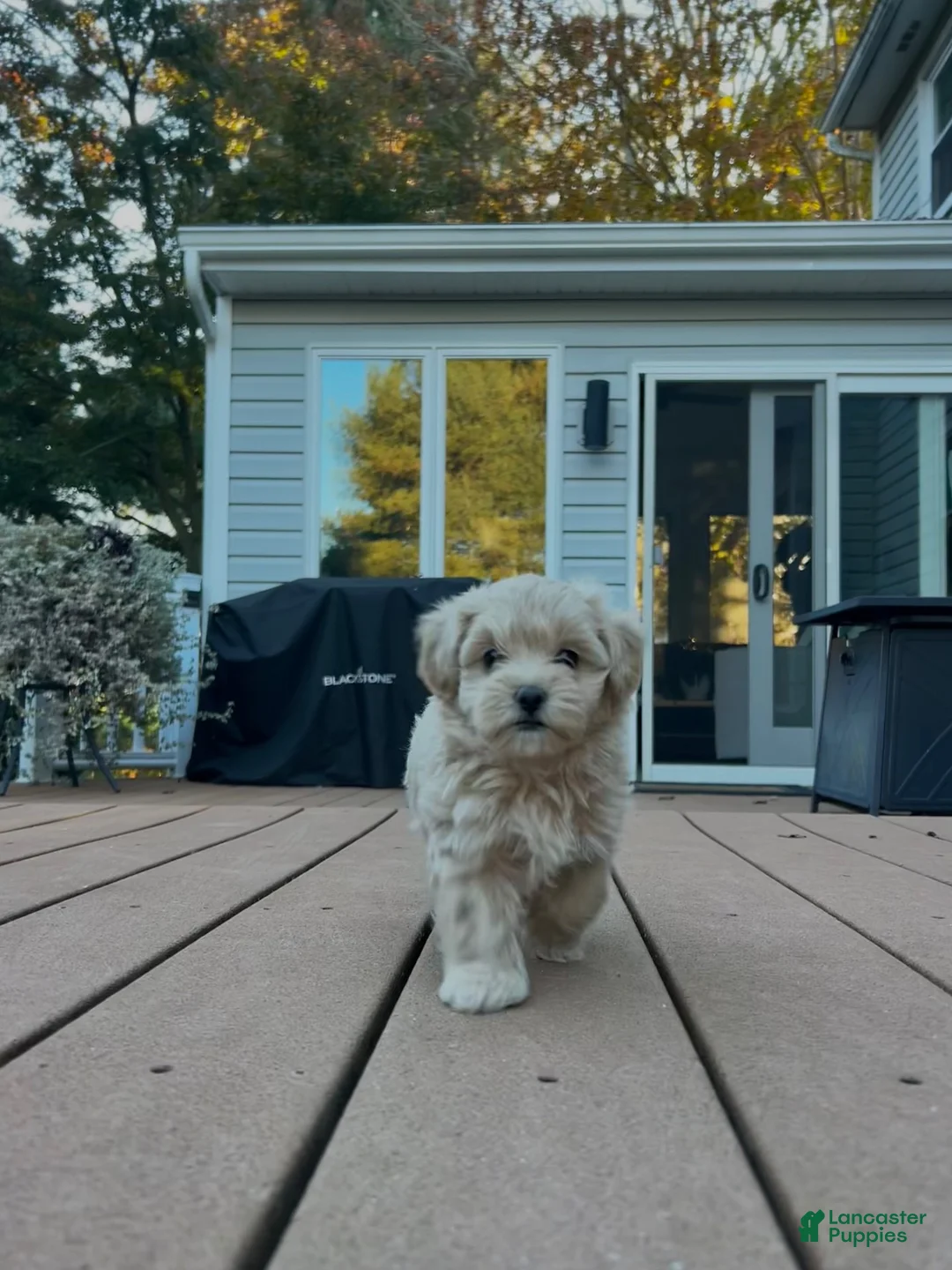 Maltipoo dogs for sale: Willow - Ad 1