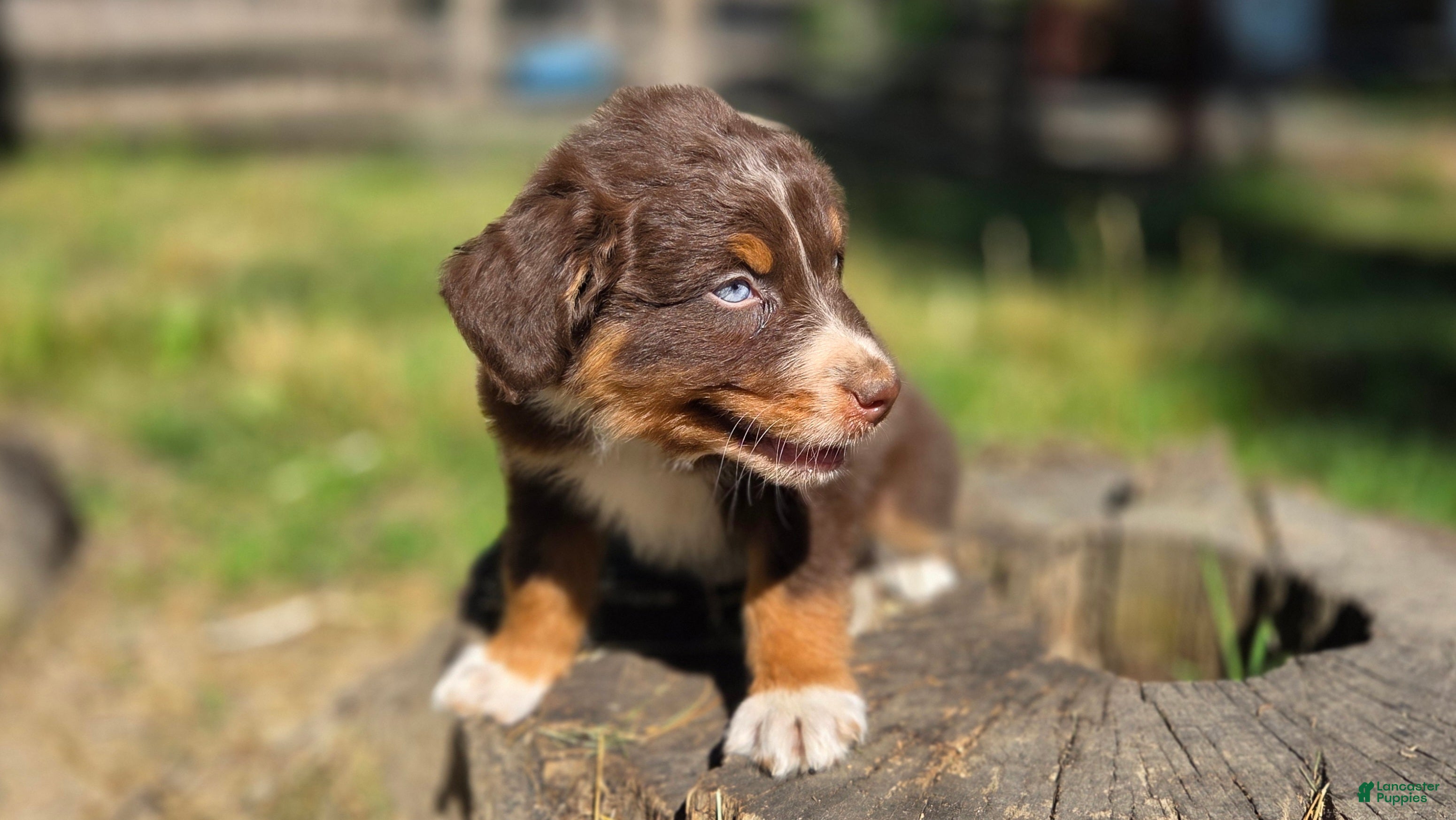 Australian Shepherd dogs Australian Shepherd Puppy "Peets" - Ad 31
