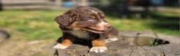 Australian Shepherd dogs for sale: Australian Shepherd Puppy "Peets" - Ad 1