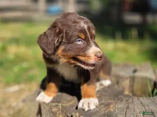 Australian Shepherd dogs Australian Shepherd Puppy "Peets" - Ad 31