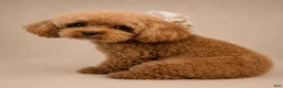 Toy Poodle dogs for sale: Toy Poodle 2 - Ad 6