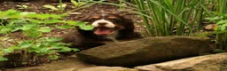 Cocker Spaniel dogs for sale: Bella - Ad 4