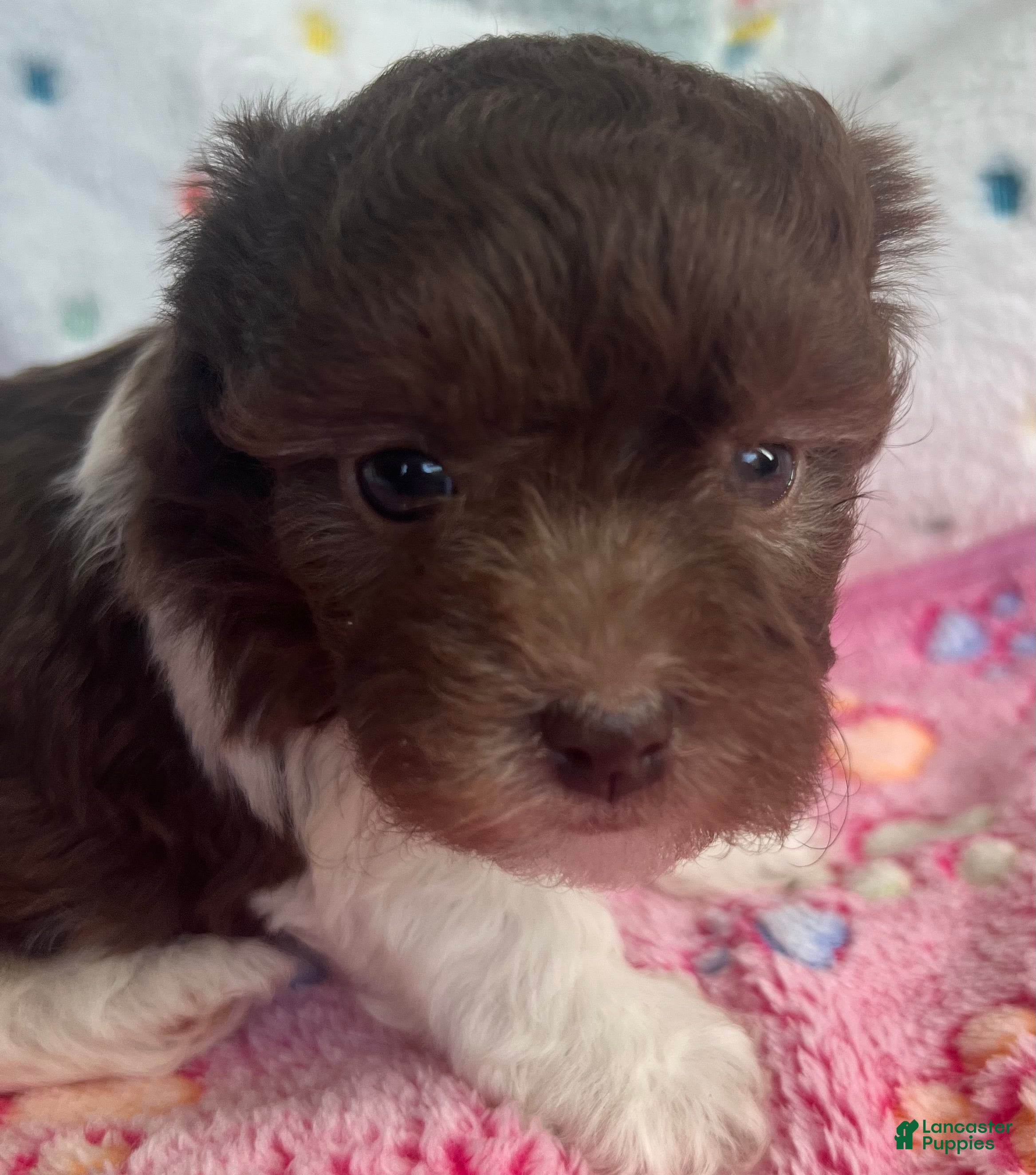 Havanese dogs for sale: Cricket  - Ad 5