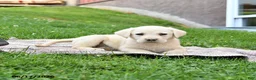 Labrador Retriever dogs for sale: Ginger - Ad 5