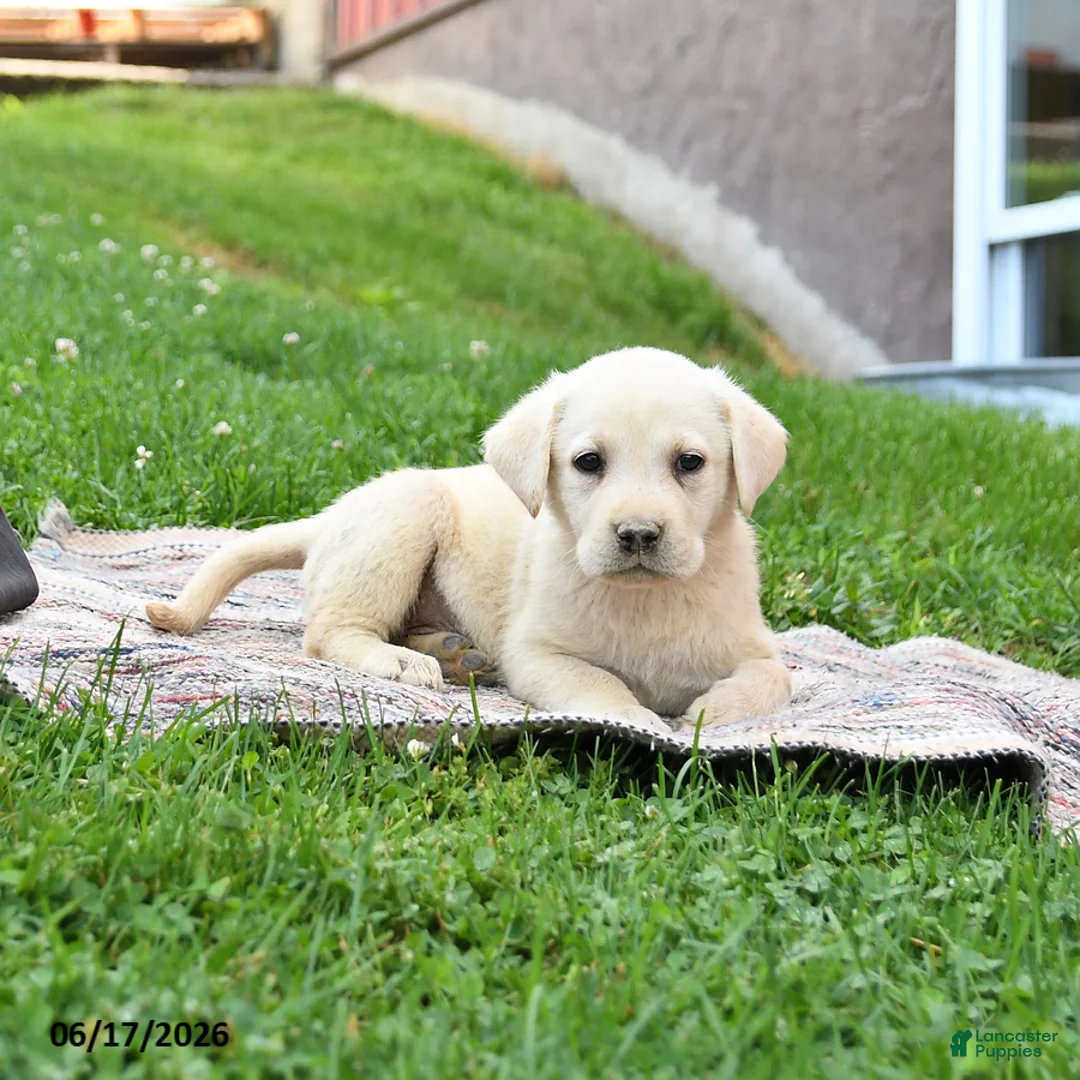 Labrador Retriever dogs for sale: Ginger - Ad 5
