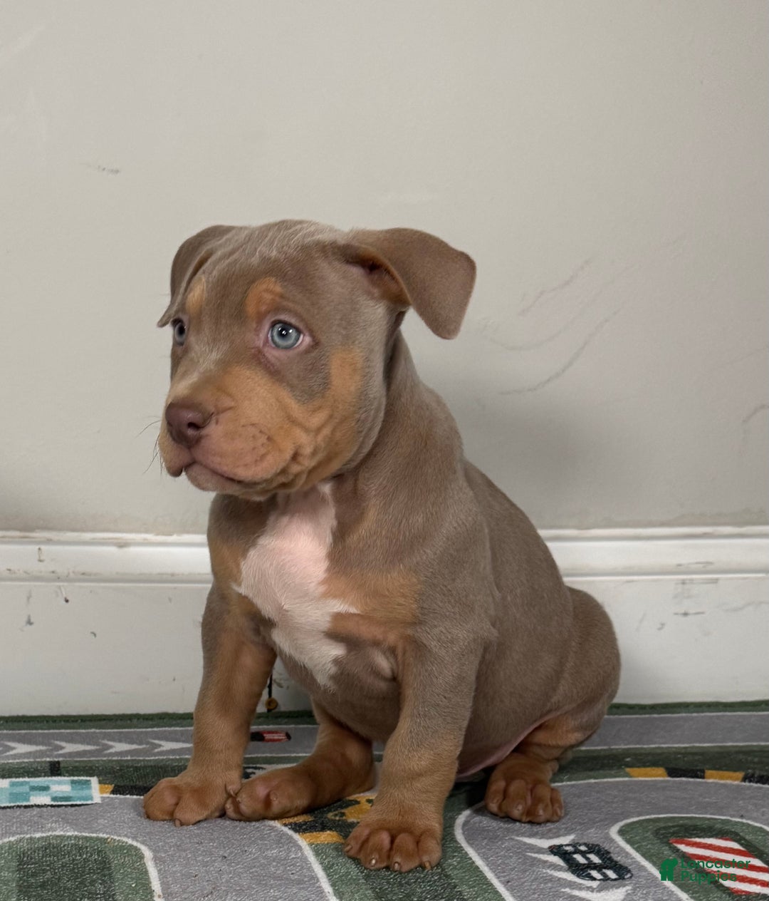 American Bully dogs for sale: King  - Ad 2