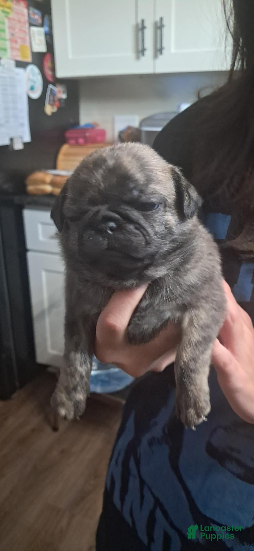 Pug dogs Pug 2 - Ad 41