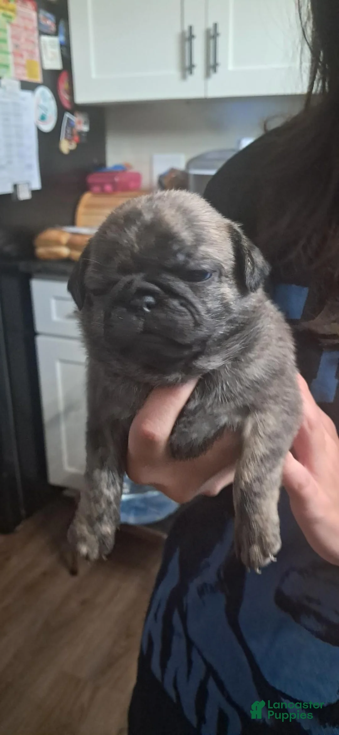 Pug dogs for sale: Pug 2 - Ad 1