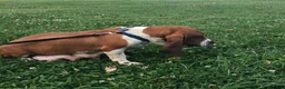 Basset Hound dogs for sale: Basset Hound 1 - Ad 6