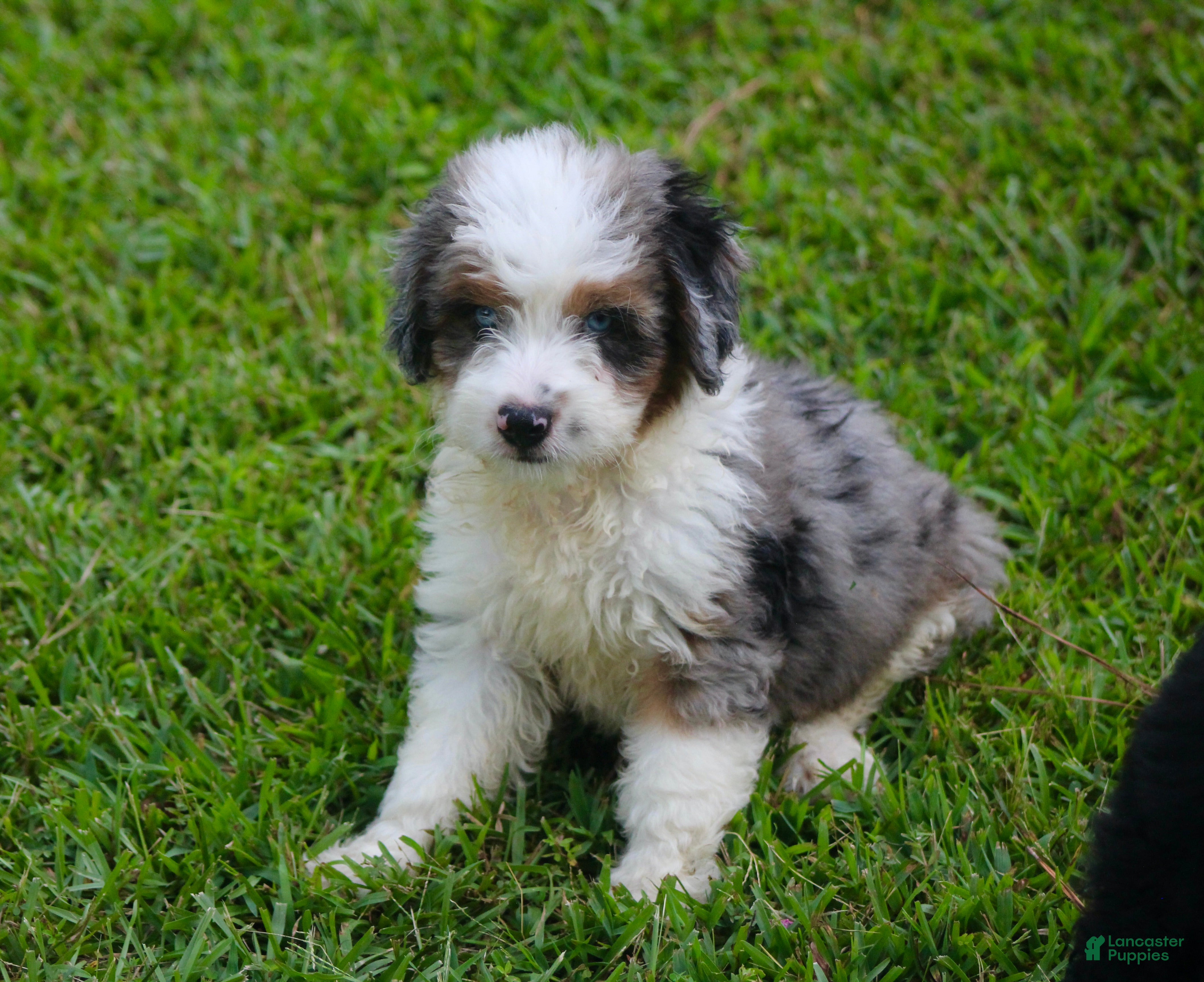 Aussiedoodle dogs Kaci - Ad 2