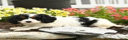 Cavapoo dogs for sale: Element - Ad 4