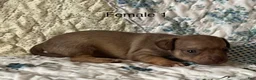 Chiweenie dogs for sale: Chiweenie 5 - Ad 9