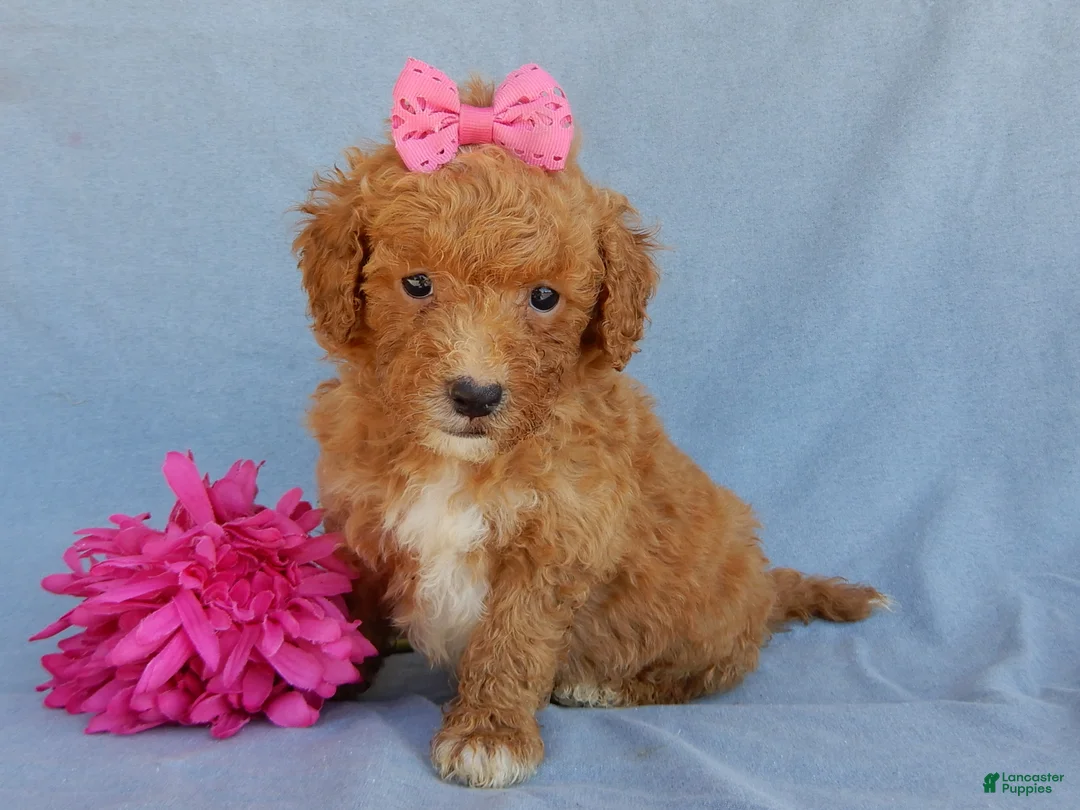 Mini Goldendoodle dogs for sale: Sasha - Ad 2