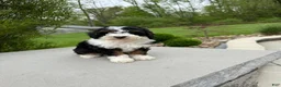 Miniature Poodle dogs for sale: Lihah - Ad 1