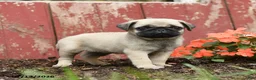 Pug dogs for sale: Kiki - Ad 4