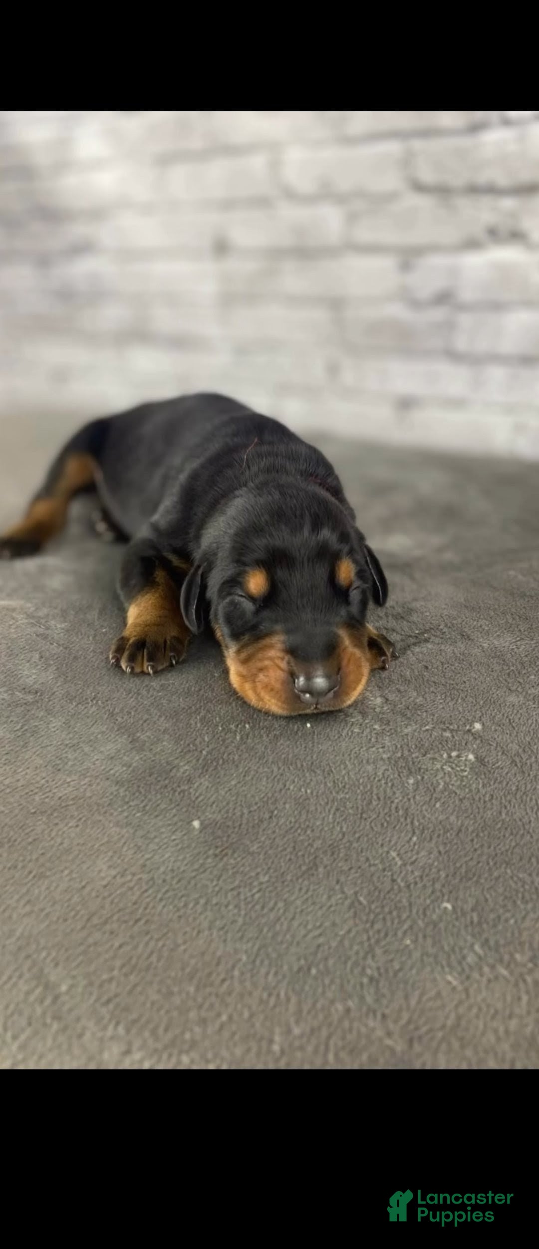 Doberman Pinscher dogs Phantom's The Generator "VJ edgecombe" European - Ad 2