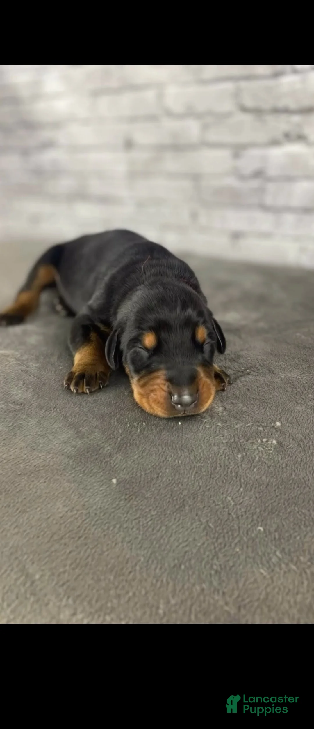 Doberman Pinscher dogs for sale: Phantom's The Generator "VJ edgecombe" European - Ad 1