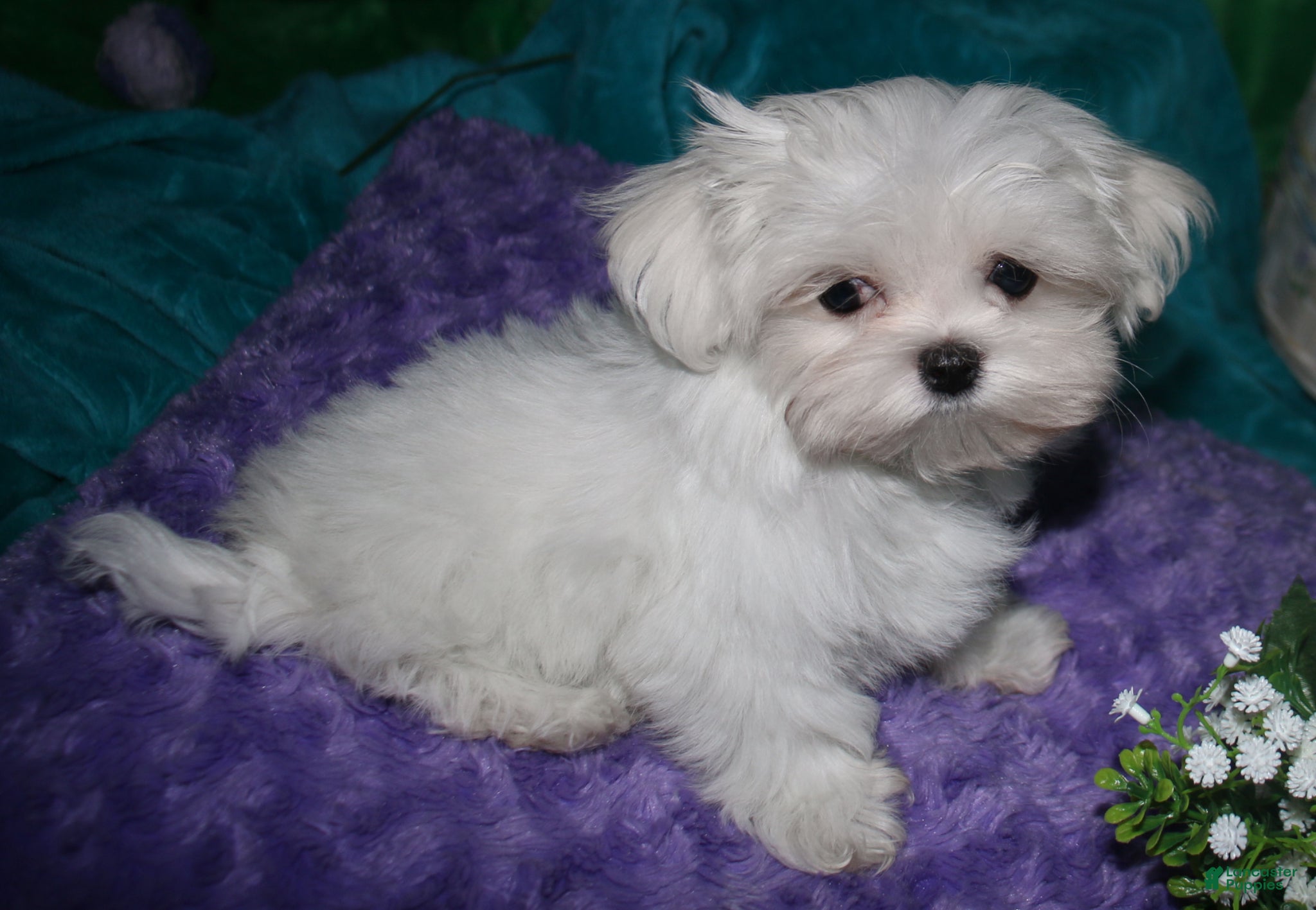 Maltese dogs Maci - Ad 2