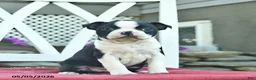 Boston Terrier dogs for sale: Pandora - Ad 3