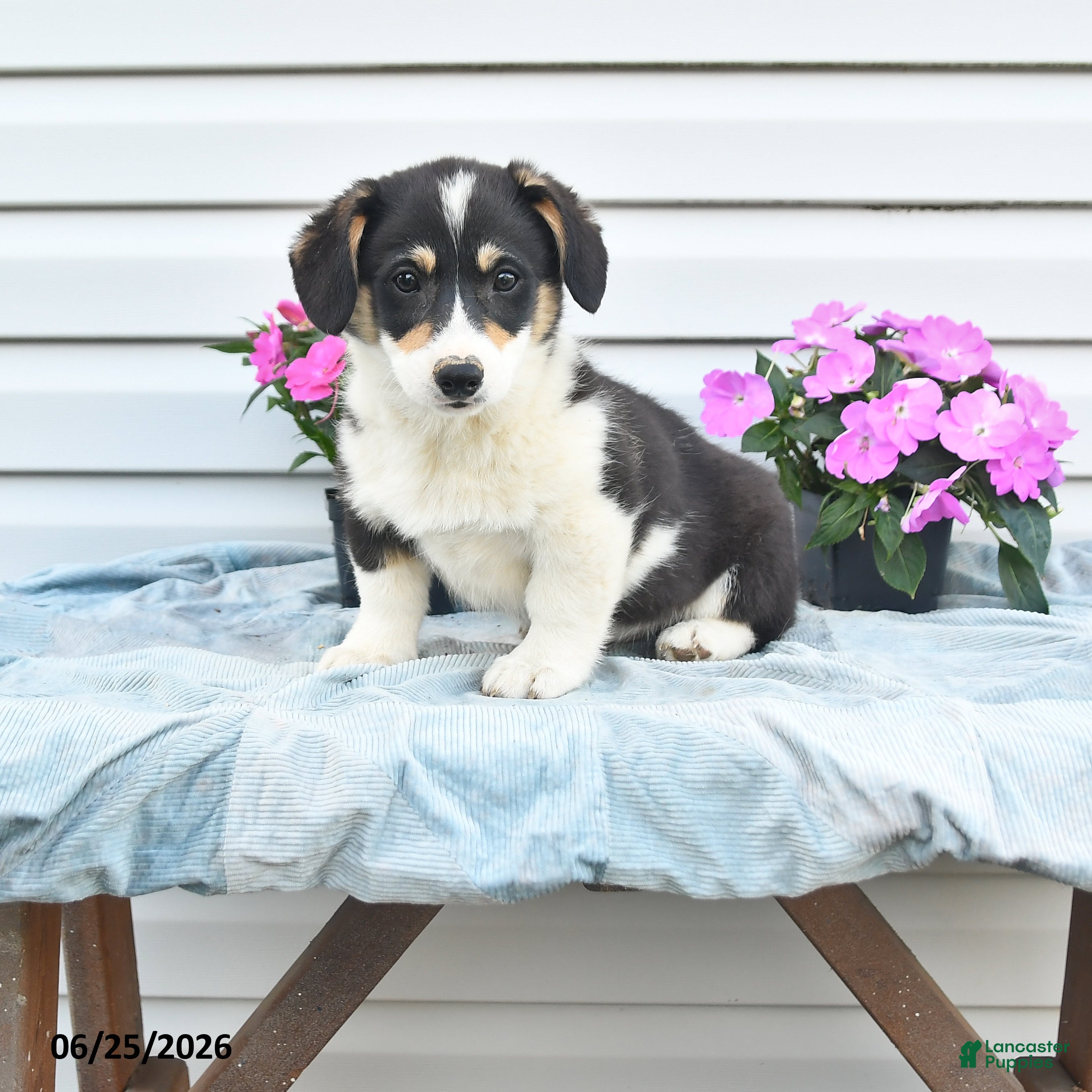Welsh Corgi Pembroke dogs Jemstone - Ad 2
