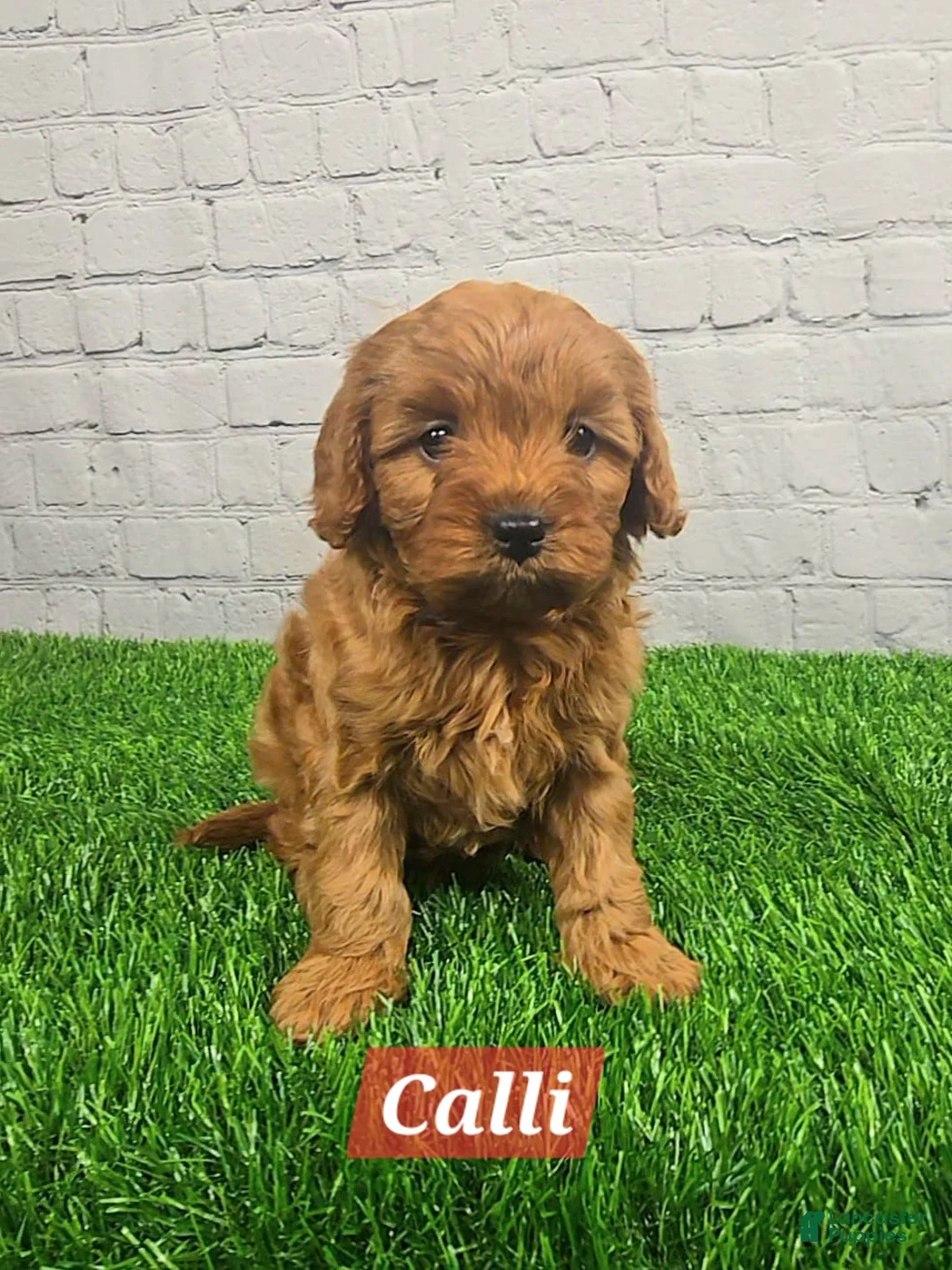 Cavapoo dogs for sale: Calli  - Ad 5