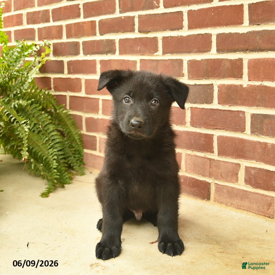 German Shepherd dogs Base  - Ad 1
