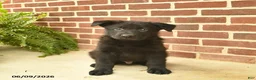 German Shepherd dogs for sale: Base  - Ad 1
