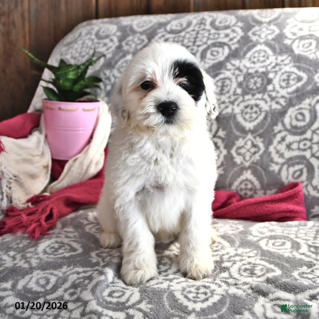 Portuguese Water Dog dogs for sale: Daisy - Ad 2
