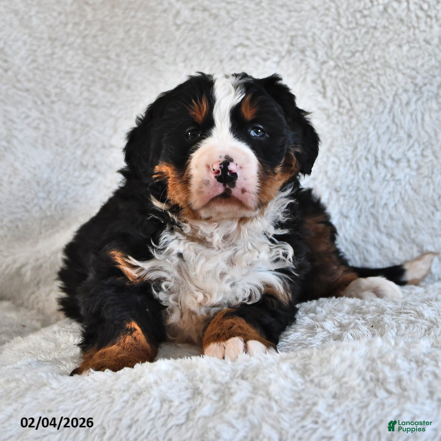 Bernese Mountain Dog dogs Jasmine - Ad 32