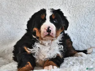 Bernese Mountain Dog dogs Jasmine - Ad 32