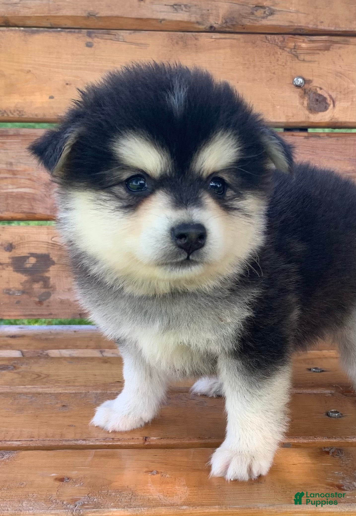 Alaskan Klee Kai dogs Precious Charlie~! - Ad 2