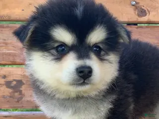 Alaskan Klee Kai dogs Precious Charlie~! - Ad 2