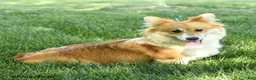 Welsh Corgi Pembroke dogs for sale: Lacey - Ad 1