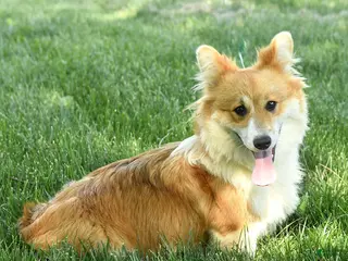 Welsh Corgi Pembroke dogs Lacey - Ad 34