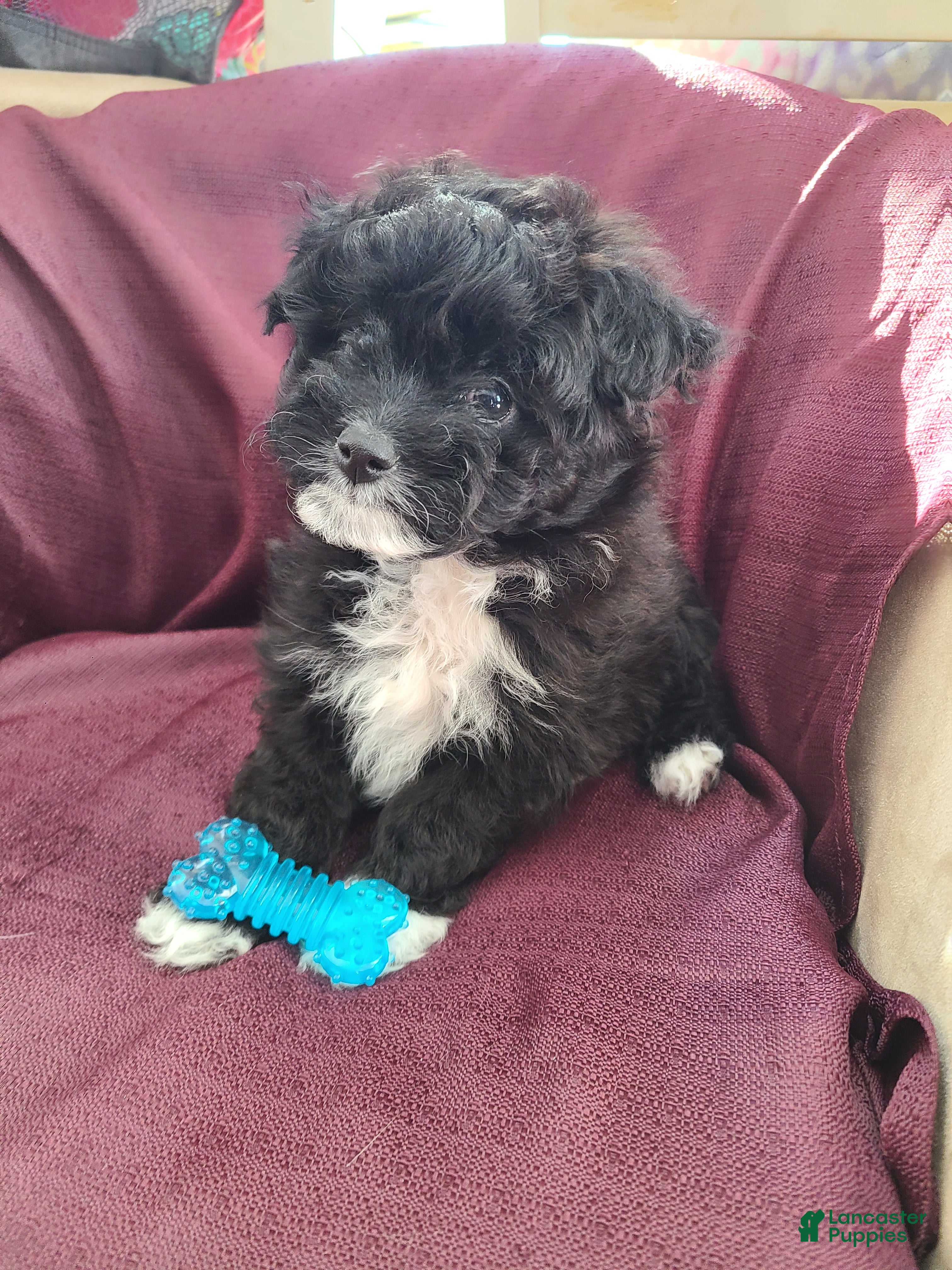 Pomapoo dogs Pomapoo Puppy 2 - Ad 2