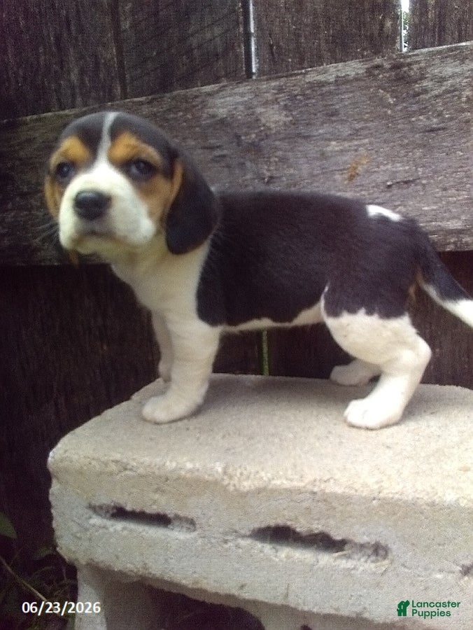 Beagle dogs Lily - Ad 4