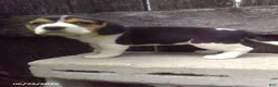 Beagle dogs for sale: Lily - Ad 1