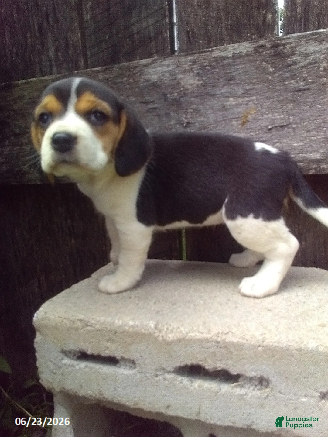 Beagle dogs for sale: Lily - Ad 1