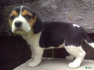 Beagle dogs Lily - Ad 4