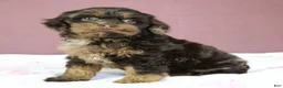 Cockapoo dogs for sale: Magdalena 🍓 - Ad 9