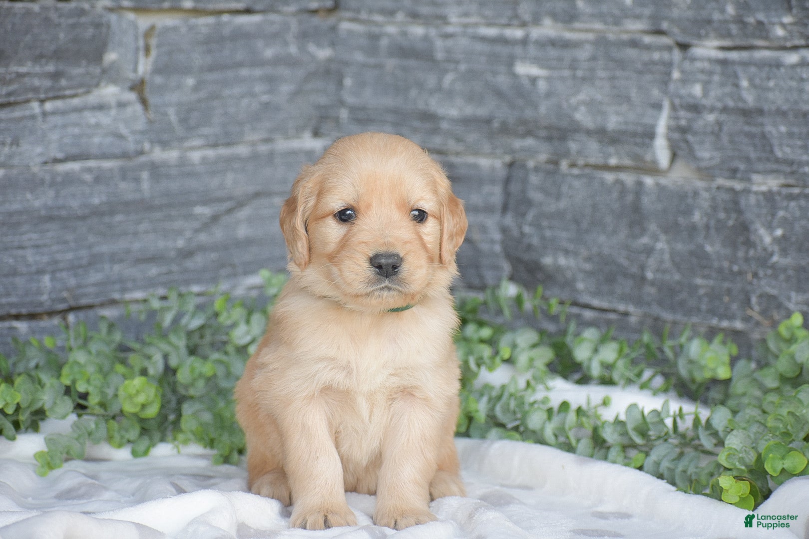 Golden Retriever dogs Brad - Ad 2