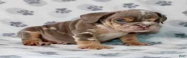 Snoop